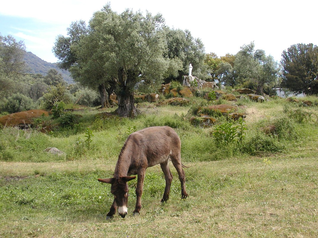 Korsika 2006