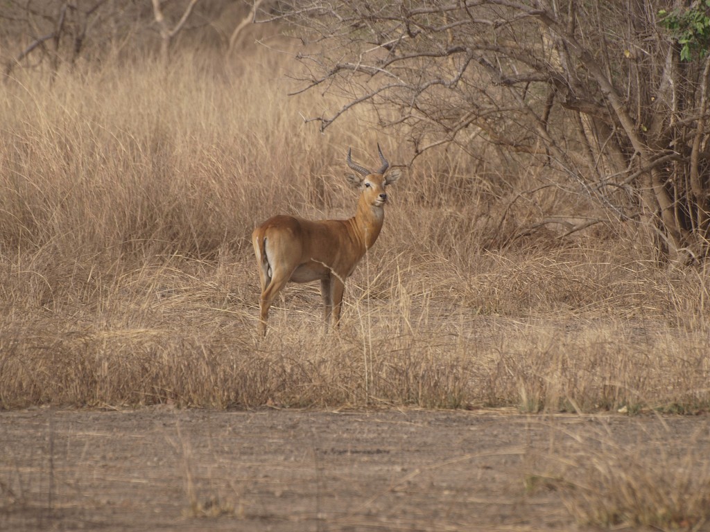 West Africa 2009