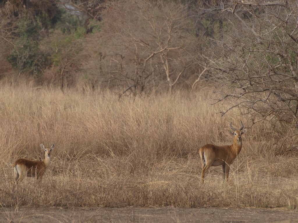 West Africa 2009