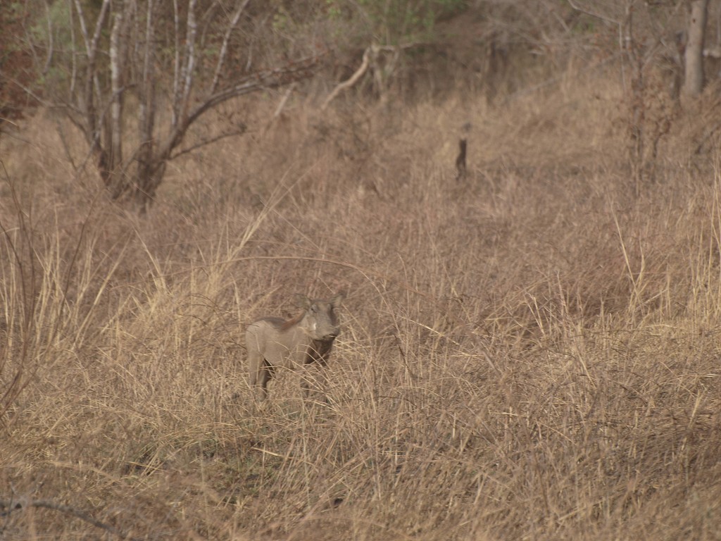 West Africa 2009