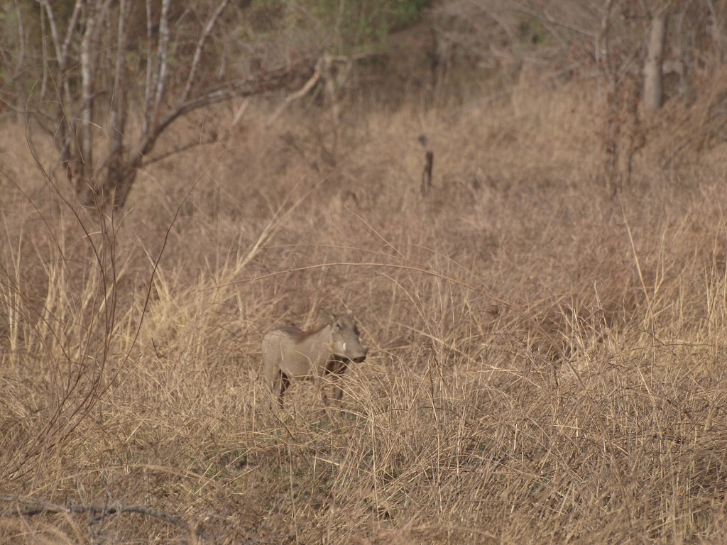 West Africa 2009