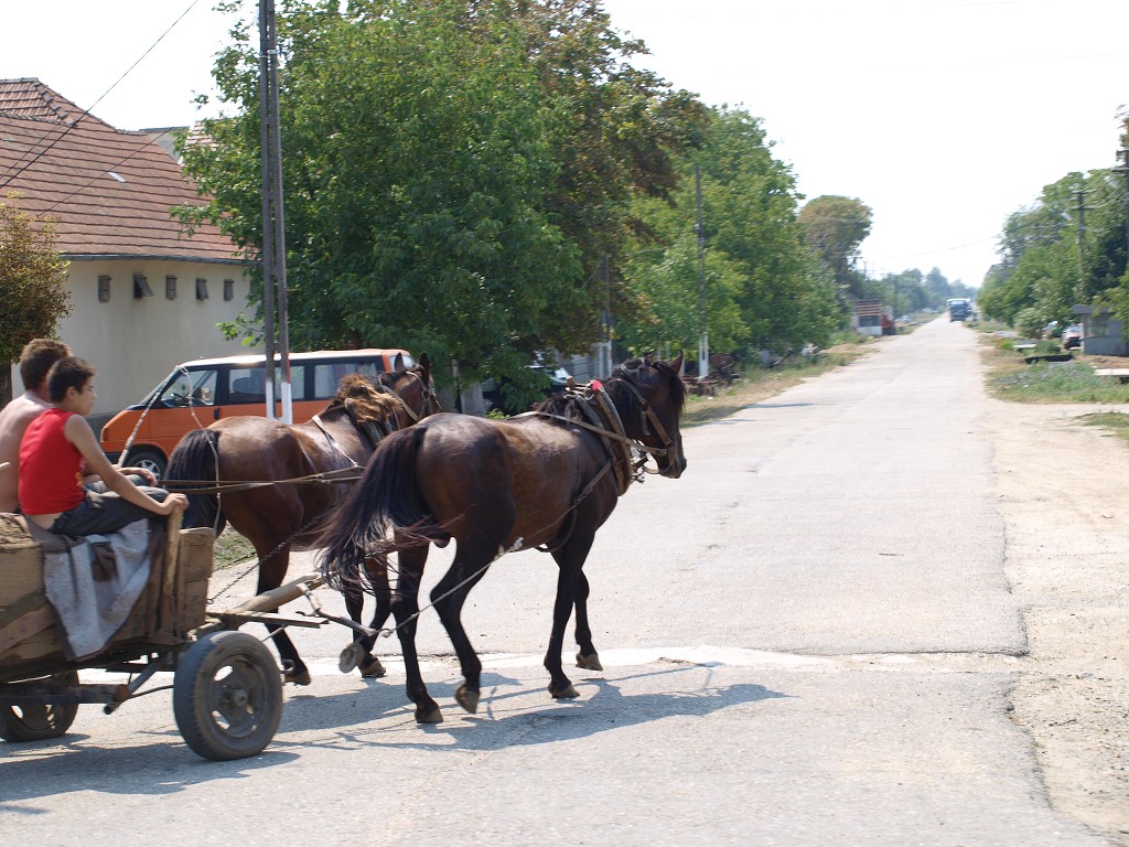 Banát 2008