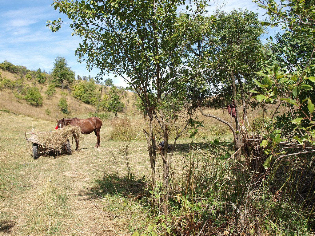 Banát 2008